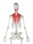 Squelette humain avec trapèze de couleur rouge muscle, illustration de l'ordinateur
. — Photo de stock