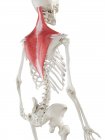 Esqueleto humano com o músculo Trapezius colorido vermelho, ilustração do computador . — Fotografia de Stock
