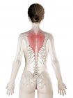 Modèle de corps féminin avec muscle trapèze de couleur rouge, illustration informatique . — Photo de stock