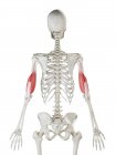 Esqueleto humano com vermelho colorido músculo Triceps, ilustração do computador
. — Fotografia de Stock
