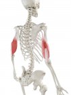 Human skeleton with red colored Triceps muscle, computer illustration. — Stock Photo
