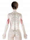 Жіноча модель тіла з м'язами з червоним кольором, комп'ютерна ілюстрація . — стокове фото