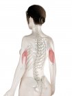 Modèle de corps féminin avec muscle triceps de couleur rouge, illustration d'ordinateur . — Photo de stock
