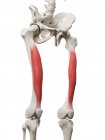 Esqueleto humano con músculo Vastus intermedius de color rojo, ilustración por computadora . - foto de stock
