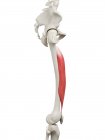 Esqueleto humano con músculo Vastus intermedius de color rojo, ilustración por computadora . - foto de stock
