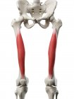 Squelette humain avec muscle Vastus intermedius de couleur rouge, illustration informatique . — Photo de stock