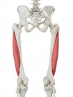 Menschliches Skelett mit rot gefärbtem Muskel vastus lateralis, Computerillustration. — Stockfoto