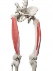 Человеческий скелет с латеральной мышцей Вастуса красного цвета, компьютерная иллюстрация . — стоковое фото