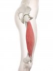 Modelo de cuerpo femenino con músculo Vastus lateralis de color rojo, ilustración por ordenador . - foto de stock