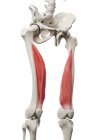 Menschliches Skelett mit rot gefärbtem Muskel vastus medialis, Computerillustration. — Stockfoto