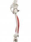 Squelette humain avec muscle Vastus medialis de couleur rouge, illustration informatique . — Photo de stock