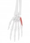 Человеческий скелет с красным цветом похитителя digiti минимума мышцы, компьютерная иллюстрация . — стоковое фото