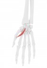 Человеческий скелет с красным цветом абдуктора сгибатель pollicis короткие мышцы, компьютерная иллюстрация
. — стоковое фото