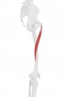 Esqueleto humano con músculo largo Adductor de color rojo, ilustración por computadora . - foto de stock