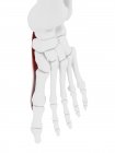 Esqueleto humano con músculo abductor hallucis de color rojo, ilustración por computadora . - foto de stock