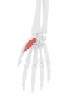 Human skeleton with red colored Abductor pollicis brevis muscle, computer illustration. — Stock Photo