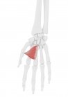 Человеческий скелет с красным цветом Adductor pollicis мышцы, компьютерная иллюстрация
. — стоковое фото