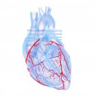 Herzkranzgefäße im Modell des blauen menschlichen Herzens, digitale Illustration. — Stockfoto
