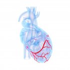 Coronary blood vessels in blue human heart model, digital illustration. — Stock Photo