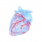 Коронарные кровеносные сосуды в синей модели сердца человека, цифровая иллюстрация . — стоковое фото
