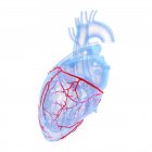 Корональні кровоносні судини в синій моделі людського серця, цифрова ілюстрація . — стокове фото