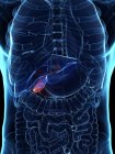 Diseased gallbladder in abstract human body, conceptual digital illustration. — Stock Photo