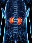 Diseased kidneys in abstract male body, conceptual computer illustration. — Stock Photo