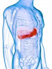 Diseased liver in male body silhouette, digital illustration. — Stock Photo
