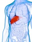Diseased liver in male body silhouette, digital illustration. — Stock Photo
