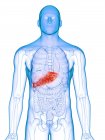 Hígado enfermo en silueta corporal masculina, ilustración digital . - foto de stock
