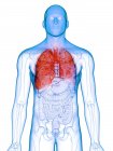 Polmoni malati nel corpo maschile trasparente su sfondo bianco, illustrazione del computer . — Foto stock