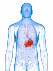 Estómago enfermo en silueta corporal masculina, ilustración conceptual por computadora . - foto de stock