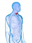 Чоловічий силует з хворою щитовидною залозою, концептуальна ілюстрація . — стокове фото