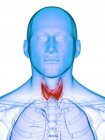 Мужской силуэт с поврежденной щитовидной железой, концептуальная иллюстрация . — стоковое фото