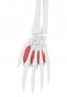 Скелет людини з червоним кольором Дорсал міжкістковий м'яз, комп'ютерна ілюстрація . — стокове фото