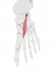 Human skeleton with red colored Extensor hallucis brevis muscle, computer illustration. — Stock Photo