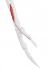 Человеческий скелет с красным цветом Extensor pollicis короткие мышцы, компьютерная иллюстрация . — стоковое фото