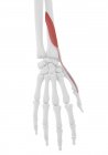 Esqueleto humano con músculo brevis Extensor pollicis de color rojo, ilustración por ordenador . - foto de stock