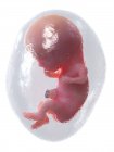 El feto humano se desarrolla en la semana 11, ilustración por computadora . - foto de stock