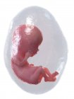 Fœtus humain en développement à la semaine 12, illustration par ordinateur . — Photo de stock