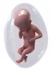 Fœtus humain en développement à la semaine 25, illustration par ordinateur . — Photo de stock