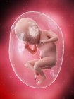 Fœtus humain en développement à la semaine 35, illustration par ordinateur . — Photo de stock