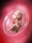 Fœtus humain en développement à la semaine 39, illustration par ordinateur . — Photo de stock