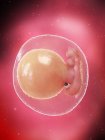 Fœtus humain en développement à la semaine 5, illustration par ordinateur . — Photo de stock