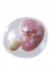 El feto humano se desarrolla en la semana 7, ilustración por computadora . - foto de stock