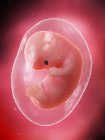 El feto humano se desarrolla en la semana 8, ilustración por computadora . - foto de stock