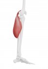 Esqueleto humano con músculo gastrocnemio de color rojo, ilustración por computadora . - foto de stock