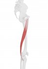 Menschliches Skelett mit rot gefärbtem Gracilis-Muskel, Computerillustration. — Stockfoto
