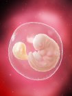 El feto humano se desarrolla en la semana 6, ilustración por computadora . - foto de stock