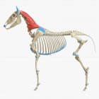 Horse skeleton model with detailed Splenius muscle, digital illustration. — Stock Photo